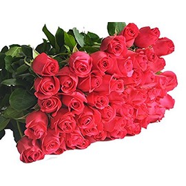 Blooms2Door PRIME NEXT DAY DELIVERY - Fall Collection - 25 Hot Pink Roses (Farm-Fresh - 50cm).Gift for Birthday, Sympathy, Anniversary, Get Well, Thank You, Valentine, Mother’s Day Fresh Flowers