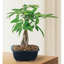 Brussel's Bonsai Live Money Tree Plant - 4 Years, 10 to 14 Inches Tall - Indoor Bonsai Tree Live in Ceramic Bonsai Pot