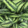 Beauty Star Peacock Plant - Calathea - Easy House Plant