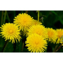 Dandelion Seeds (Taraxacum officinale) – 1,000+ Non-GMO Heirloom Seeds by Isla’s Garden Seeds, Nutrient-Rich Edible Greens, Hardy & Easy to Grow, Perfect for Salads,Teas & Pollinators,Funny Gift Idea