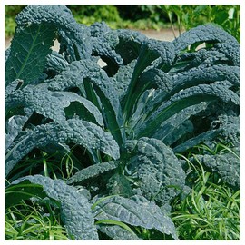 Everwilde Farms - 1/4 Lb Lacinato Kale Seeds - Gold Vault