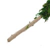 Moss Pole Bendable Safe Moss Plant Rod Plant Support Gardening
