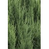 Blue Point Juniper | 20 Live Trees | Juniperus Chinensis