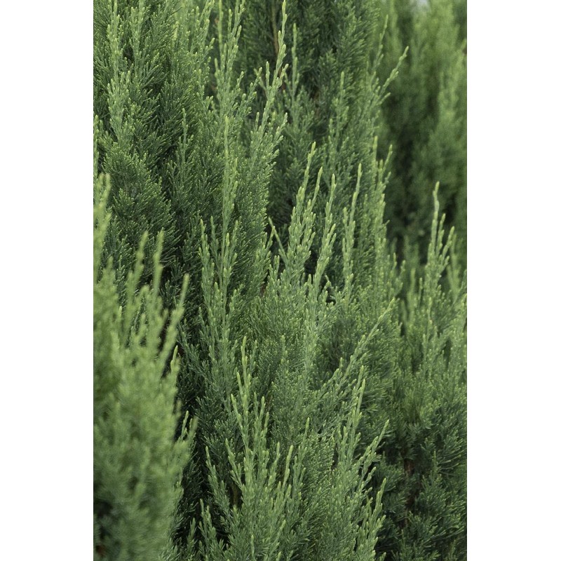 Blue Point Juniper | 20 Live Trees | Juniperus Chinensis