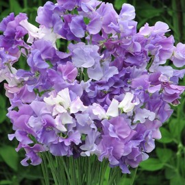 300+ Perennial Sweet Pea Seeds for Planting - Stunning Color and Fragrant Ornamental Annual Flower for Garden or Container
