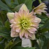 Rare Hellebore Collection.3 Healthy Pink Hellebore Plants.