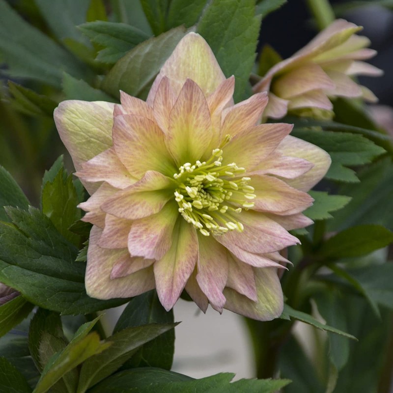 Rare Hellebore Collection.3 Healthy Pink Hellebore Plants.
