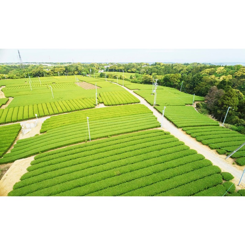 Cold Brew Money Ten Earl Gray Tea Bags 0.2 oz