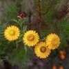 Outsidepride Helichrysum Yellow - 10000 Seeds