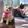 FAYOGOO Cat Harness Cat Lead Harness for Cats, Cat Harness