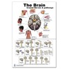 Blue Tree Publishing The Brain Poster 24x36inch, Waterproof, Cranial Nerves