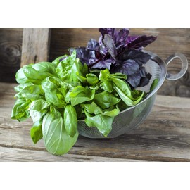 Basil Seed Mix Indoor Green and Purple 250 Seeds for Planting Non-GMO Herb Garden Pack with Growing Instructions