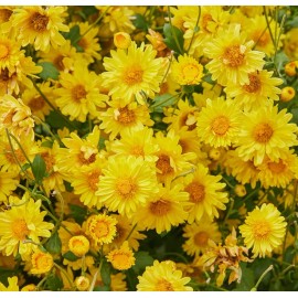 Axel's Garden Seeds Cosmo Bright Light Flower Seeds | Heirloom | Non-GMO | Fresh Garden Seeds - 10 Seeds