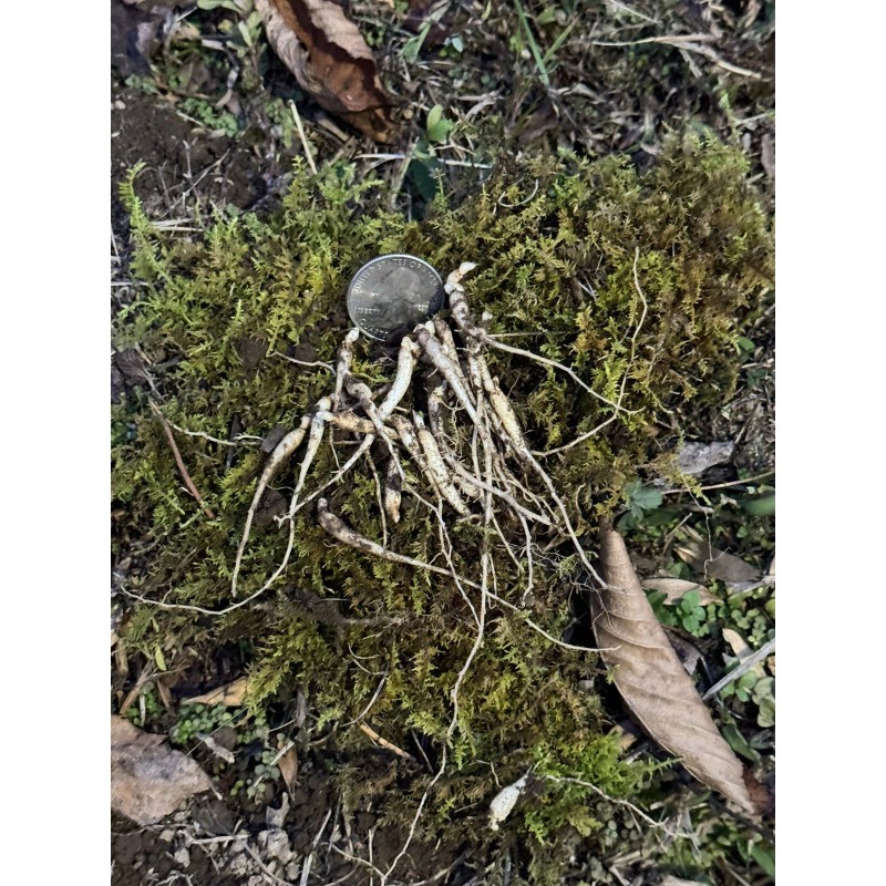 Fresh Ginseng Rootlets Wild Simulated Ginseng 1 Year 25+ Bonus