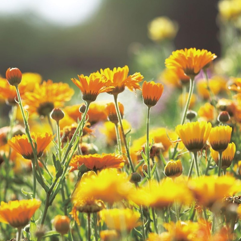 Leaf & Botanics Cleansing Calendula (Makeup Remover)