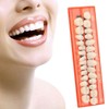 Kuashidai 28 Pieces/Set Resin Teeth Model Durable Dentures Universal Resi