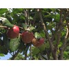 Smooth raw camellia oil "MHS Oil Kamibi Camellia" is perfect