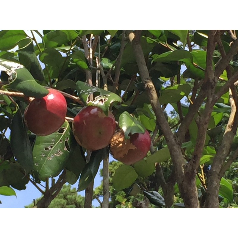 Smooth raw camellia oil "MHS Oil Kamibi Camellia" is perfect