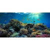 MIRRORANG 91x41cm Durable Vinyl Aquarium Background Coral Tropical Fish Underwater