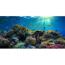 MIRRORANG 91x41cm Durable Vinyl Aquarium Background Coral Tropical Fish Underwater World Fish Tank Background