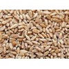 10LBS Cover Crop Wheat (winter wheat)