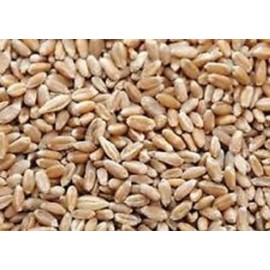 10LBS Cover Crop Wheat (winter wheat)