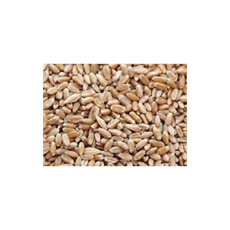 10LBS Cover Crop Wheat (winter wheat)