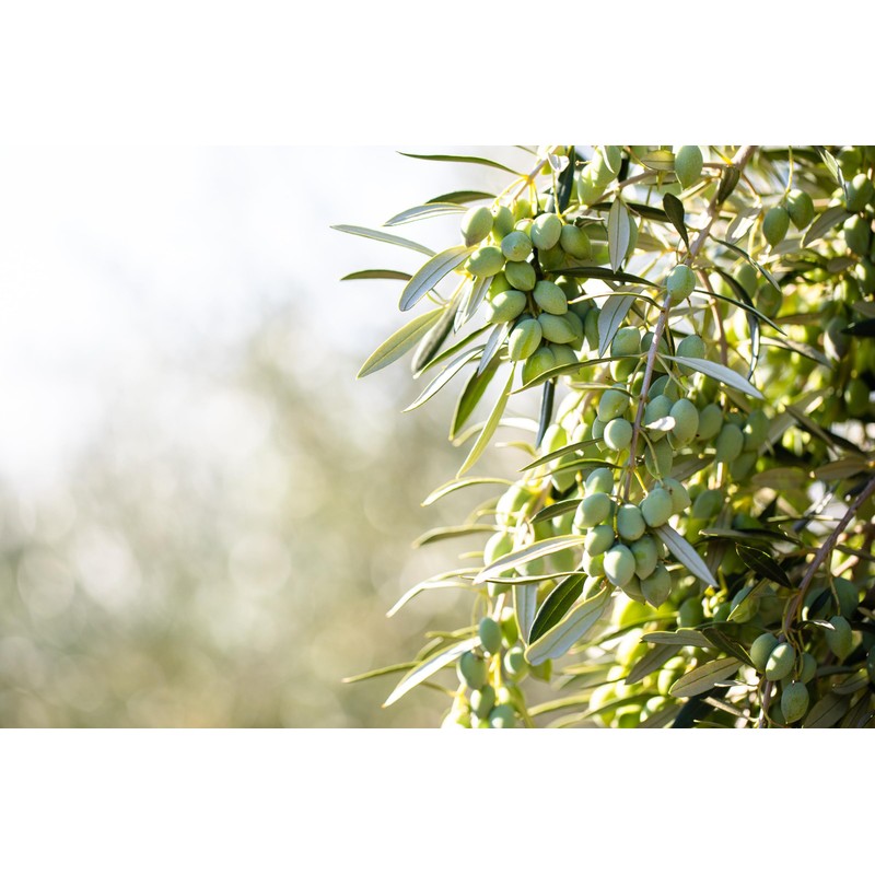 Cobram Estate Classic 100% California Extra Virgin Olive Oil, First