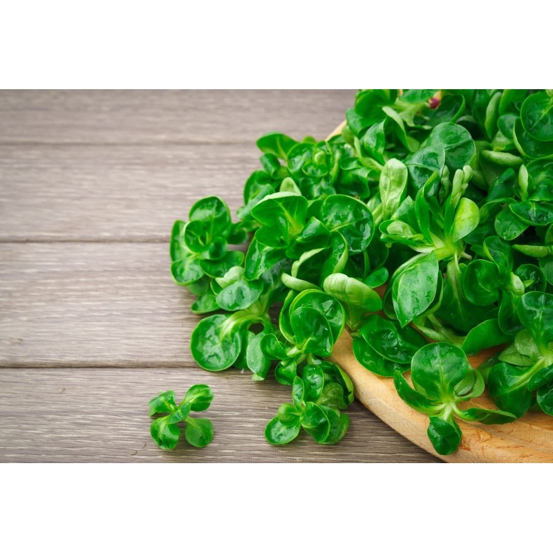 SeedsUP - 500+ Seeds Corn Salad Lamb's Lettuce - Vegetable