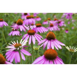 Seeds4planting - Seeds Purple Coneflower Echinacea Non GMO Heirloom