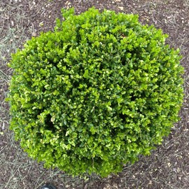 Wintergreen Boxwood | 3 Large 3 Gallon Plants | Dense Evergreen Foliage, Cold-Hardy & Ideal for Year-Round Landscaping, Elegant Border & Hedge Plant, Live Shrub