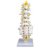 Science Resource S08530 Medical Grade, Articulated Lumbar Spinal Column |