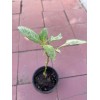 Pepino Melon 1 Pepino Melon Plant 8” With Pot Golden