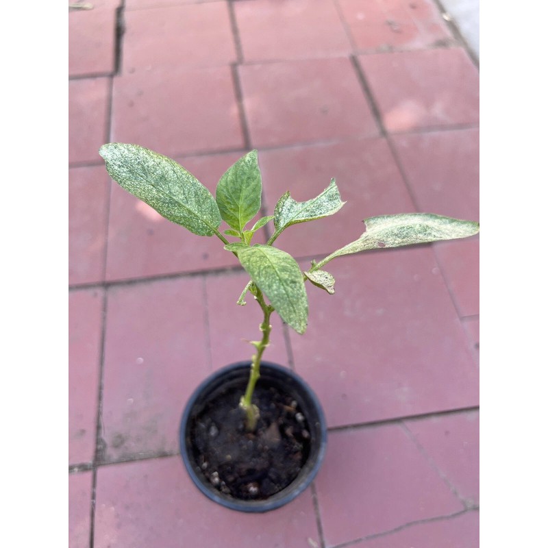 Pepino Melon 1 Pepino Melon Plant 8” With Pot Golden