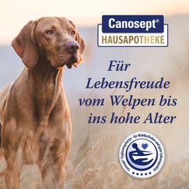 Canosept Gelenktabletten Hund - Einzigartige Rezeptur: Mit Grünlippmuschel Hund, Glucosamin, Omega 3 Hund - Gelenk- & Knochenschutz für Hunde - Hervorragende Akzeptanz - Arthrose Hund - 80 Tabletten