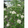 Viburnum X pragense (Prague Viburnum) Shrub, pink buds & white