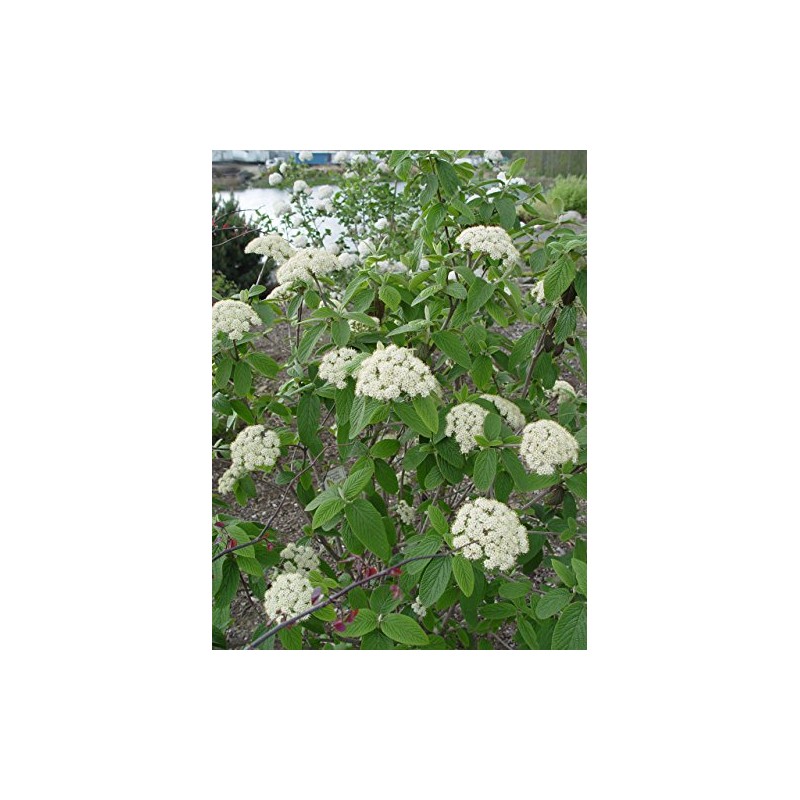 Viburnum X pragense (Prague Viburnum) Shrub, pink buds & white