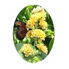 Emerlds TM Butterfly Bush Buddleia davidii Yellow Honeycomb 4 Inch