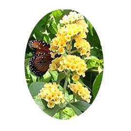 Emerlds TM Butterfly Bush Buddleia davidii Yellow Honeycomb 4 Inch Pot
