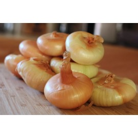 Southeast Seeds Yellow Cipollini Onion, NON-GMO, Cipollini Giallo, Italian Onion, FREE SHIP - 1000 Seeds or 1/8 OZ