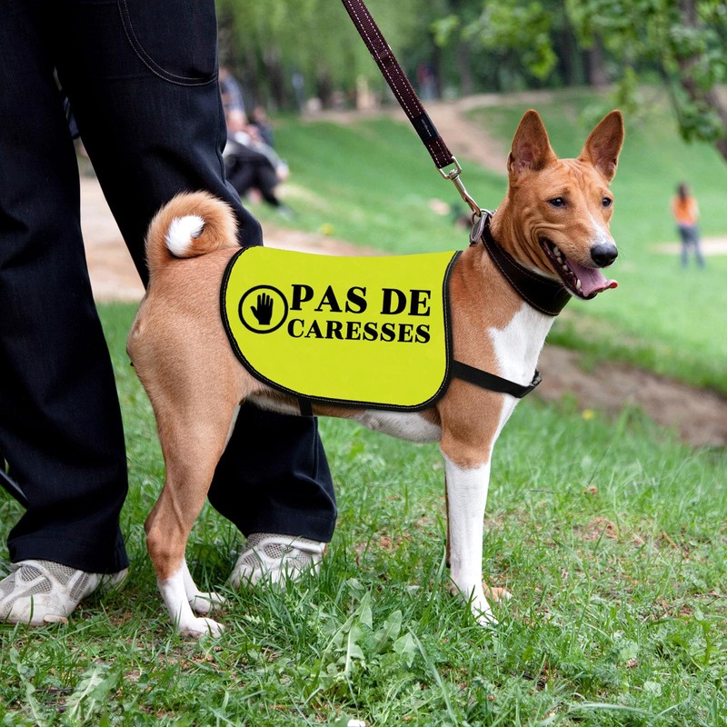 Pas De Caresses Dog Coach Gift Walking Warning Dog Jacket