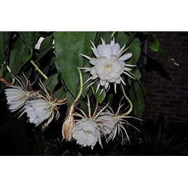 3 Rooted Cuttings of Night Blooming Cereus - Epiphyllum Oxypetalum