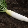 [Specialized Seeds] Daikon Seeds, Blue Shrine Daikon Radish, S Size,