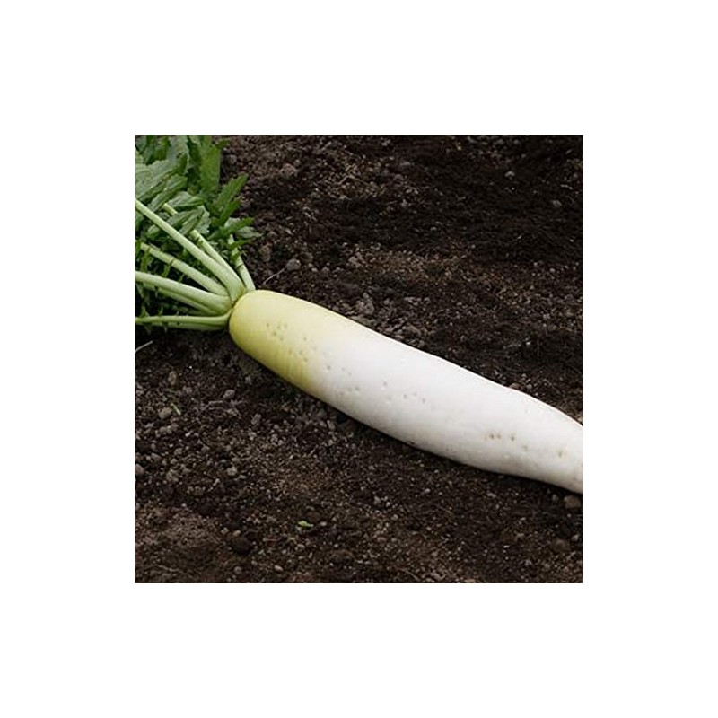 [Specialized Seeds] Daikon Seeds, Blue Shrine Daikon Radish, S Size,