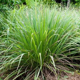 Lemon Grass Starter Plants - Organic Non GMO - Pesticide Free - Pack: 4 Pack