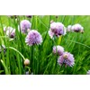 Chives Allium Schoenoprasum Wild Onion Wild Garlic Herb Garden Seeds