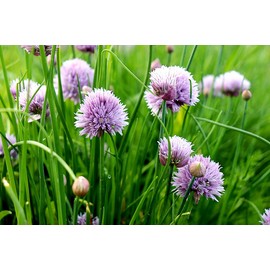 Chives Allium Schoenoprasum Wild Onion Wild Garlic Herb Garden Seeds for Planting About 100 Seeds