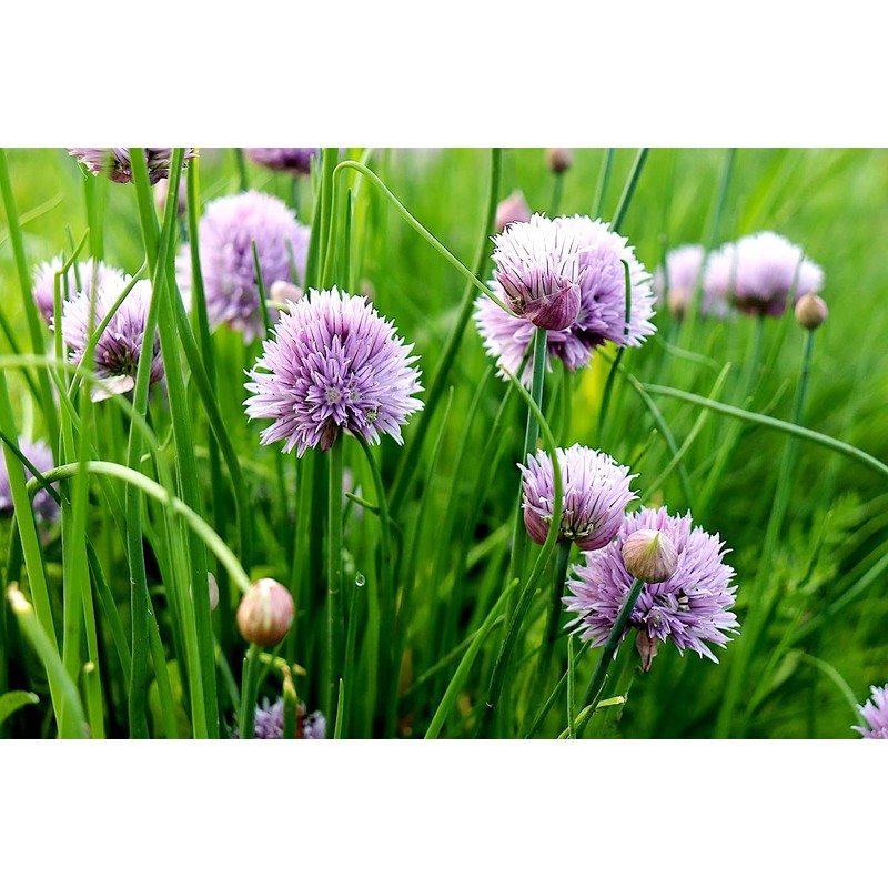 Chives Allium Schoenoprasum Wild Onion Wild Garlic Herb Garden Seeds