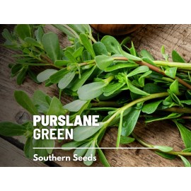 Fresh Purslane • Portulaca Oleracea Sativa • Medicinal Herb • 100 fresh seeds