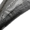 Tyrannosaurus Rex Tooth Replica